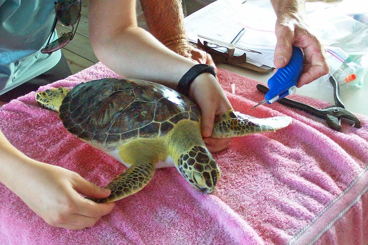Tagging a turtle at Sea Turtle, Inc.