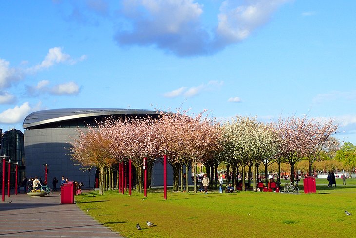 Cherry trees outside the Van Gogh Museum