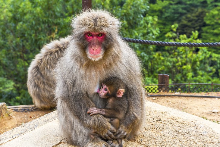 Arashiayama Monkey Park