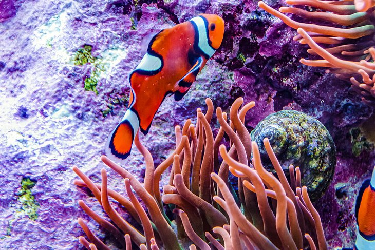 Clownfish at the Adventure Aquarium