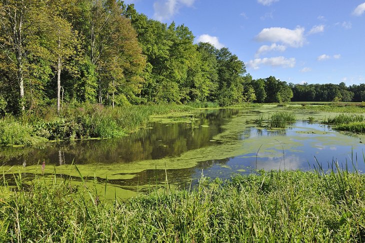 Great Swamp National Wildlife Refuge, NJ