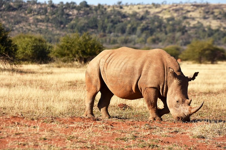 White rhino in the Madikwe Game Reserve