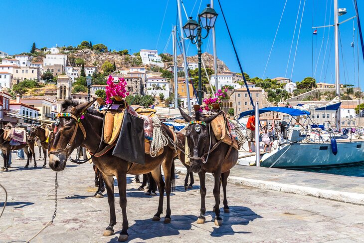 Donkeys on  Hydra