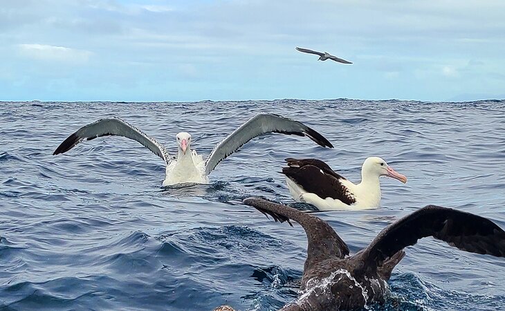 Albatross on a boat tour in Kaikoura