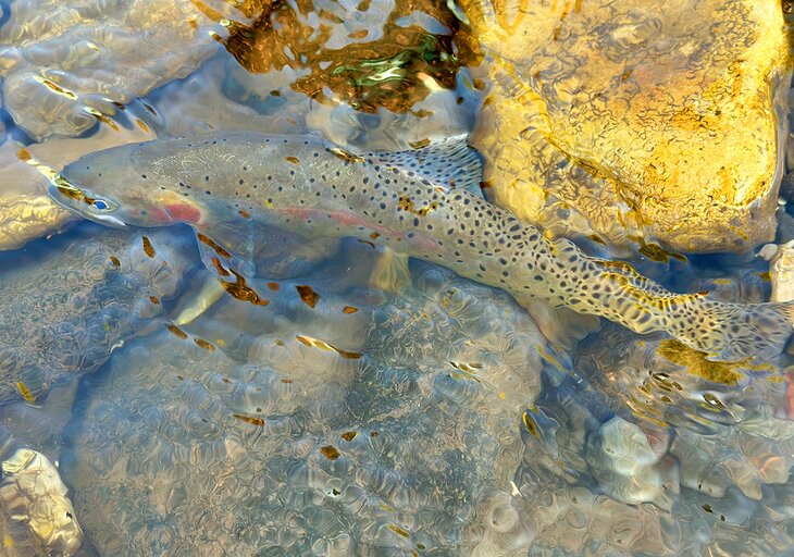 A cutthroat trout swimming in the Upper Clarks Fork