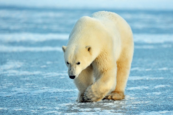 Osos polares de Churchill, Manitoba