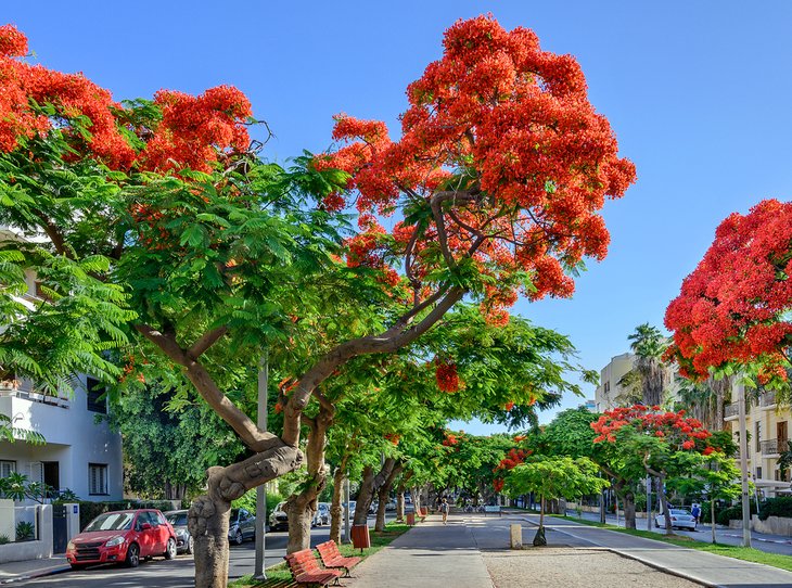 Architecture along Rothschild Boulevard.jpg