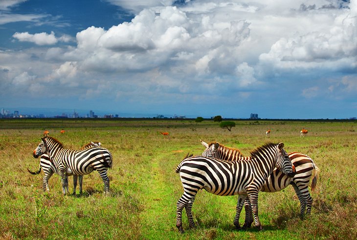 Explore Amboseli Tsavo West And Tsavo East In 2020 Kenya Safari Safari Kenya