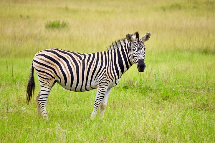 Mlilwane Wildlife Sanctuary