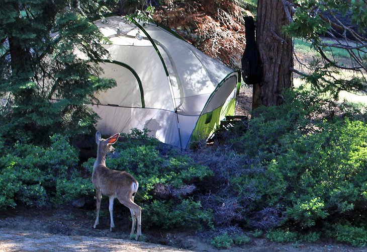 18++ Tent Camping Lake Tahoe