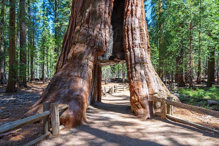 sequoia national park tree san diego redwood tunnel california parks sherman general weekend through getaways forest giant uproxx drive directions