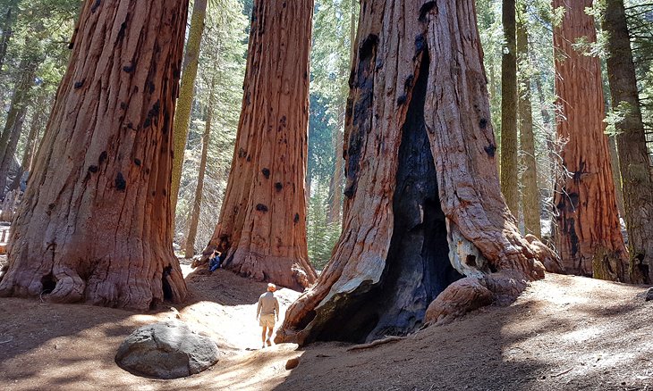 California Sequoia National Park Giant Trees 
