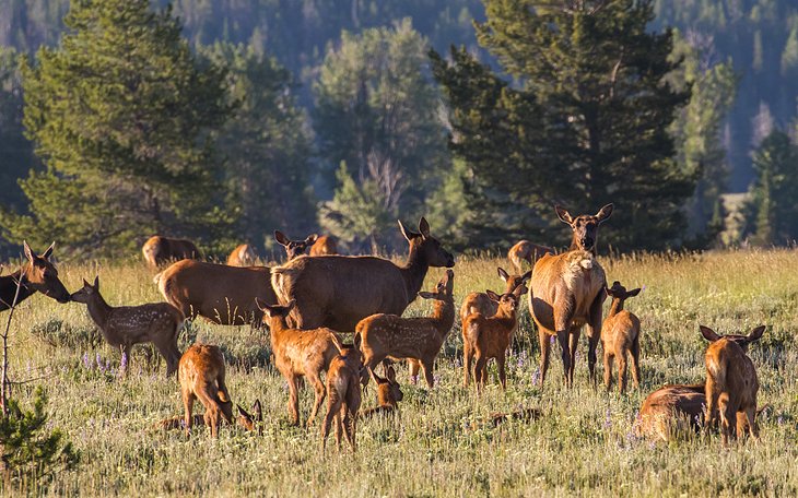 Elk at Grand Teton National Park