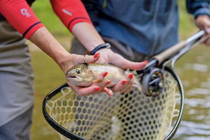 Fly Fishing the Blue Ridge Parkway (North Carolina Section)