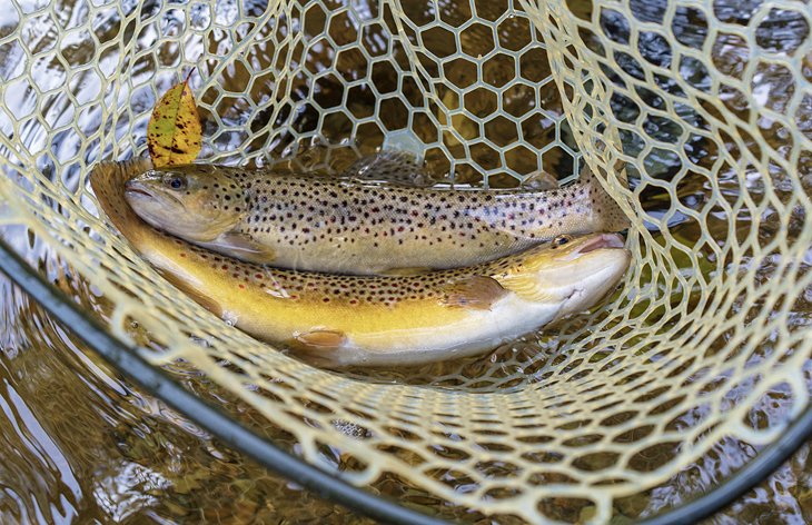 Brown trout