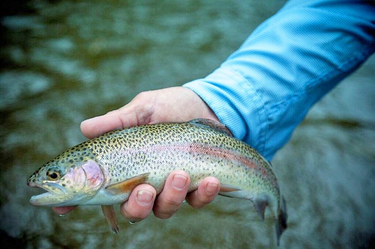 Wild Trout Fishing Destinations in NC