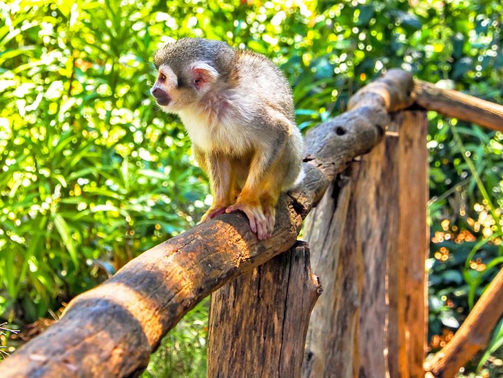 monkey island dominican republic