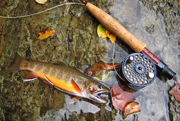 https://www.planetware.com/wpimages/2018/12/west-virginia-top-trout-fishing-cranberry-river.jpg