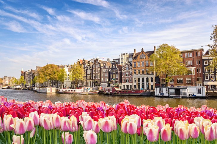 Tulips blooming along an Amsterdam canal