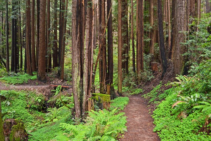 Campground to Redwood Grove Trail