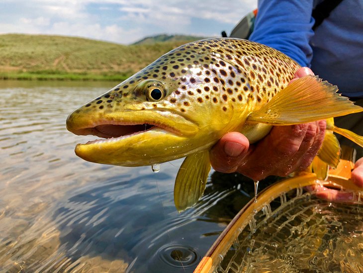 11 Top-Rated Fly Fishing Destinations in Wyoming