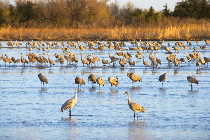 Sandhill cranes on the Platte River