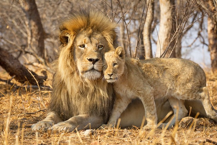 Male lion and cub in Kruger National Park