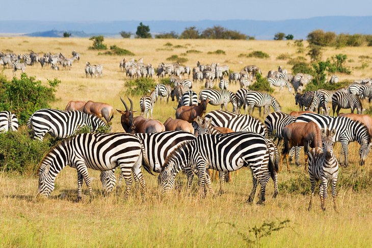 13 Best Game Reserves In Africa Planetware