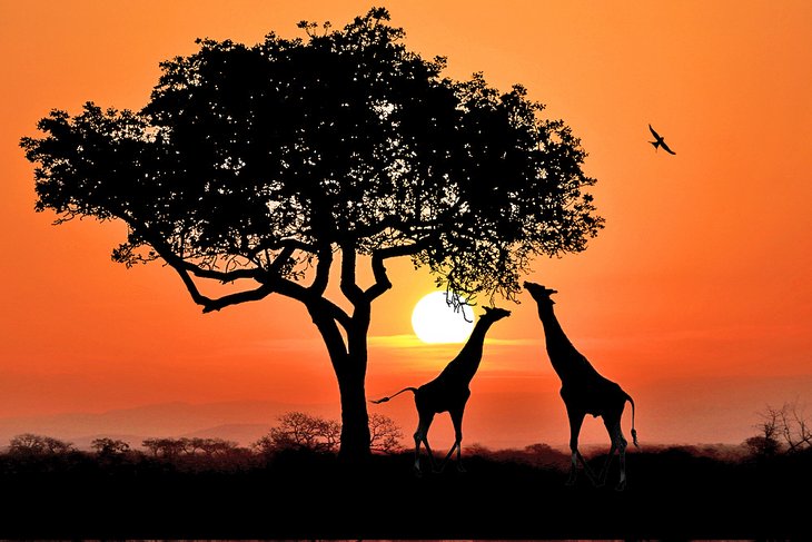 Four South African Parks in the Top 10 Best Safari Parks of Africa