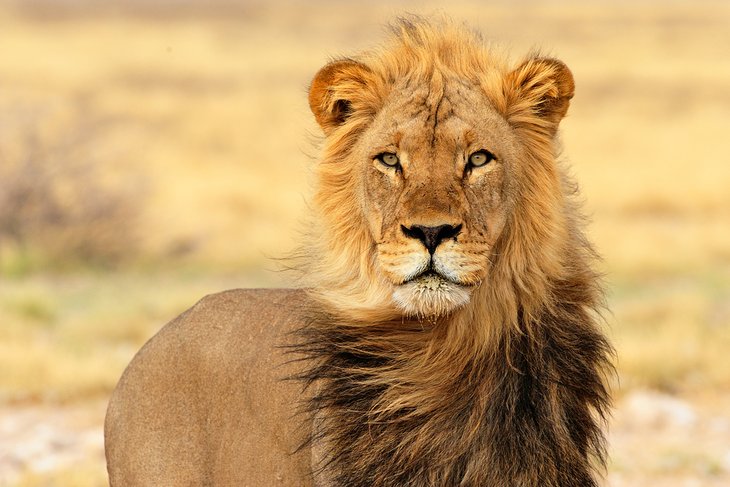 Black-maned lion in the Kgalagadi (Kalahari) Transfrontier Park, Northern Cape