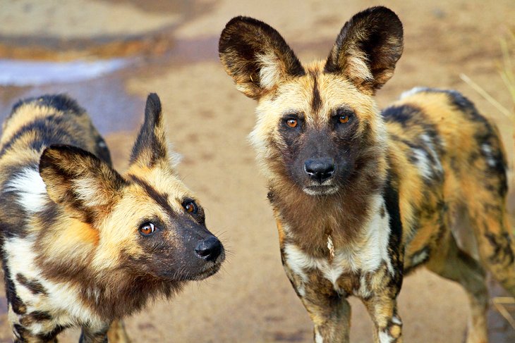 African wild dogs, Pilanesberg National Park