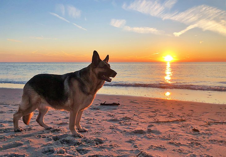 dog beach sunset