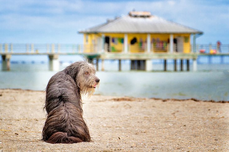 can dogs go to honeymoon island