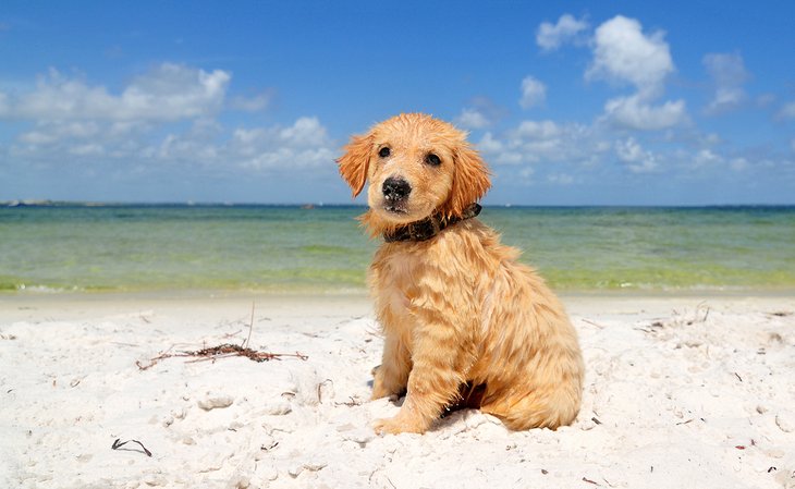 are dogs allowed on the beach in destin florida