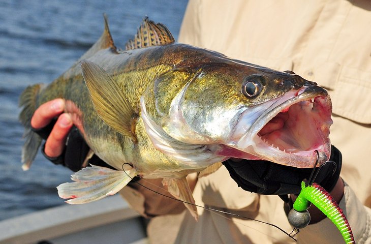 A Guide to Find and Catch Perch in Lake Erie - Powderhook