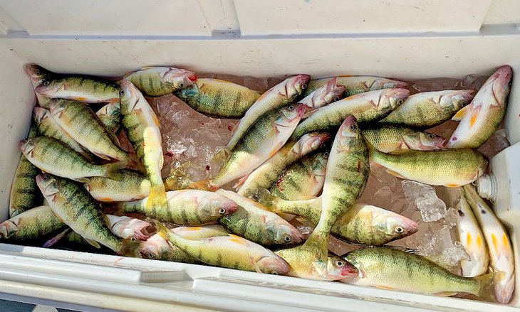 Perch & Walleye Fishing on Lake Erie: 6 Things to Know