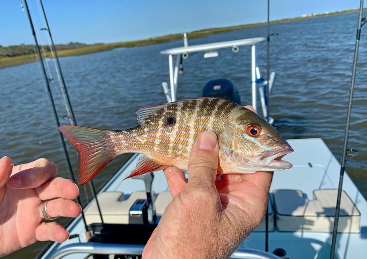North Florida Fish Species, St Augustine, FL