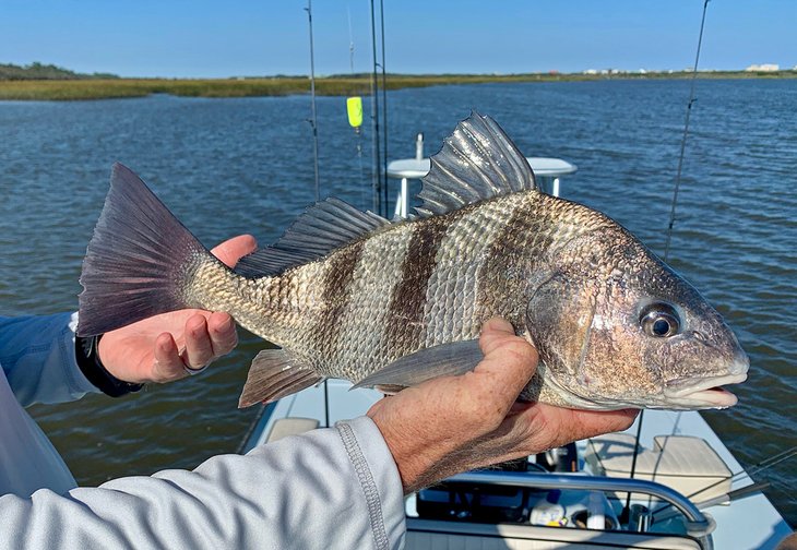 North Florida Fish Species, St Augustine, FL