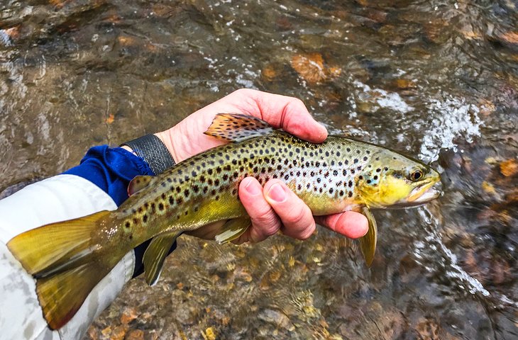 Trout Slam on a Beautiful North Carolina Creek