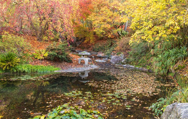 Fall colors at University of California Botanical Garden