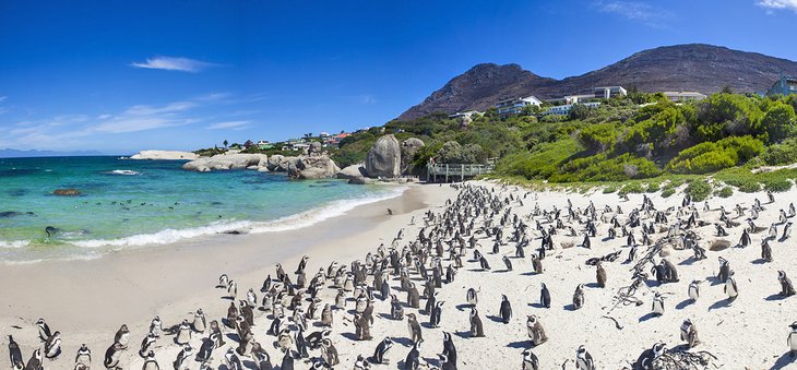 Boulders Penguin Colony in Simon's Town