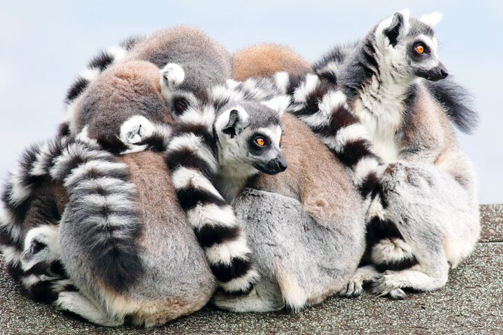 Lemurs at the Belfast Zoo