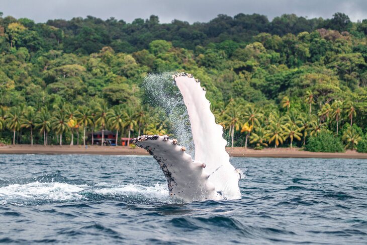 7 Things to See and Do Along the Colombia Pacific Coast