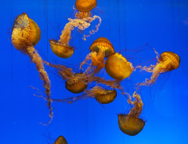 Jellyfish at Shanghai Aquarium