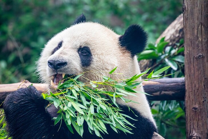 A giant panda at the Shanghai Zoo