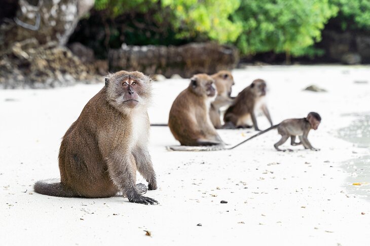 Monkeys on Monkey Beach, Koh Phi Phi