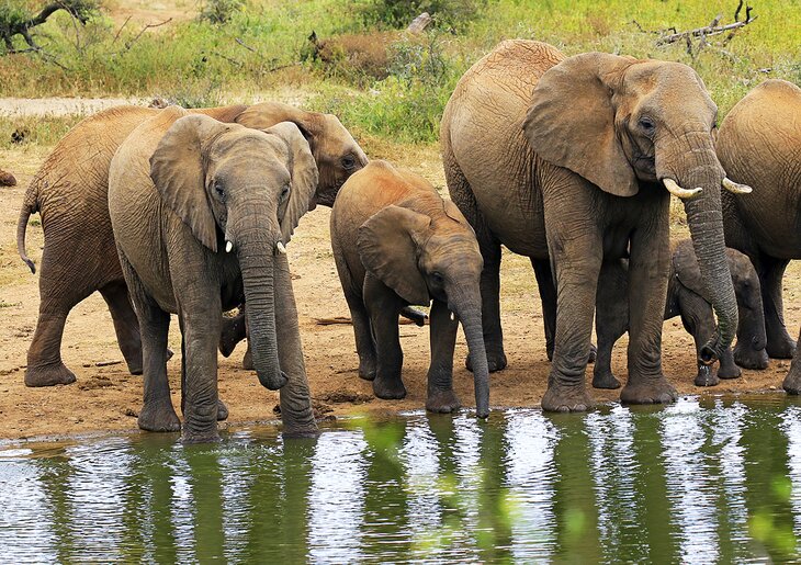 Elephants in Madikwe Game Reserve