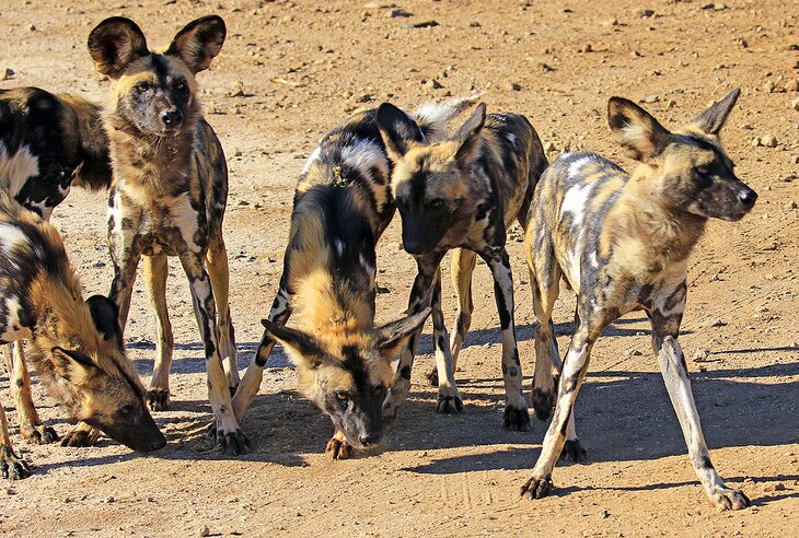 Wild dogs in Madikwe Game Reserve