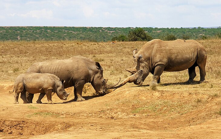 Rhinos near Ol Pejeta Conservancy