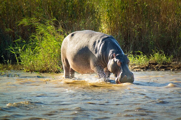 A hippo in iSimangaliso Wetland Park